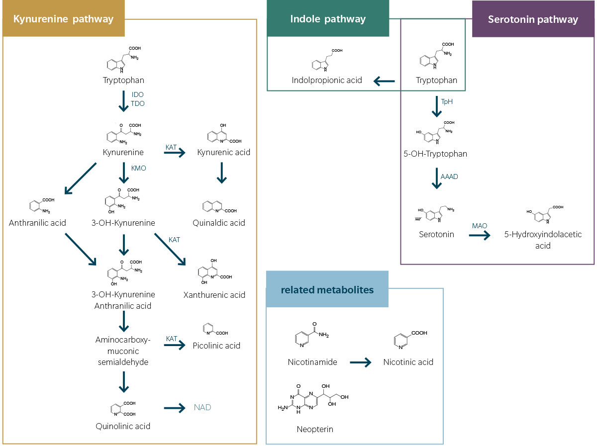 Tryptophan-Pathway-coverage_v2