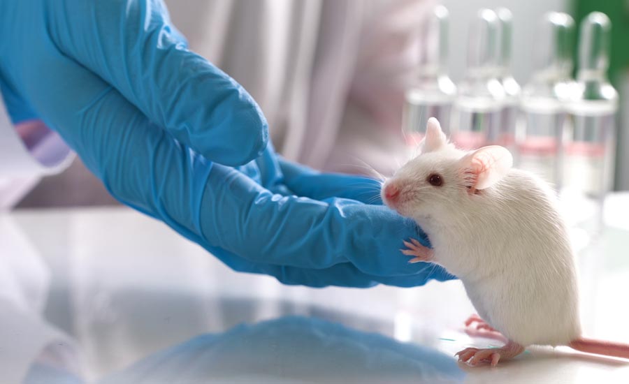 Mouse in lab