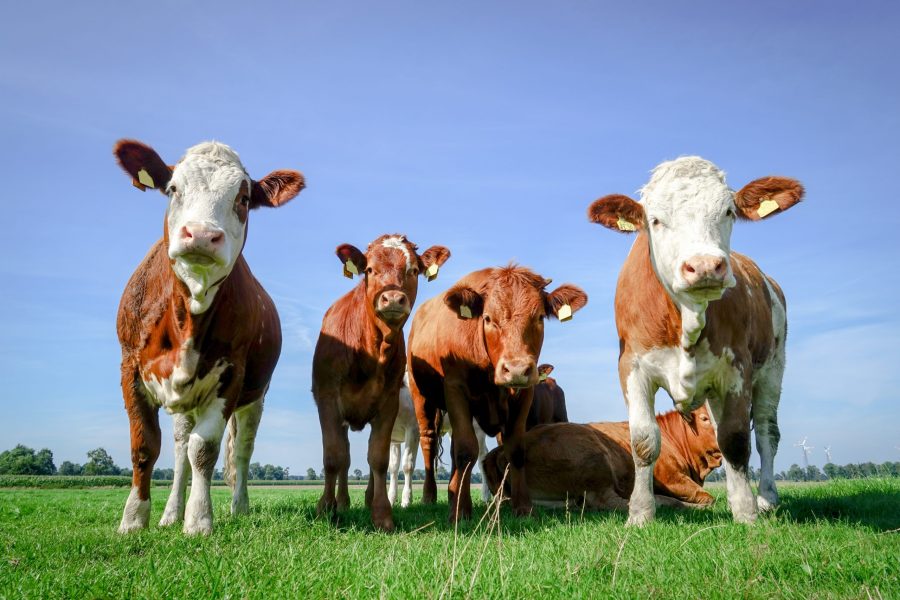 A row of cows is being milked in a farm