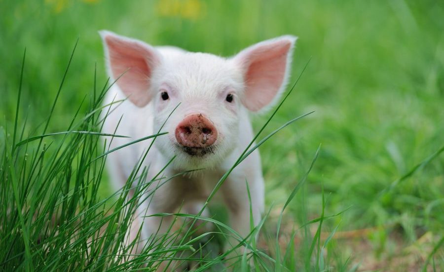 Piglet on spring green grass on a farm