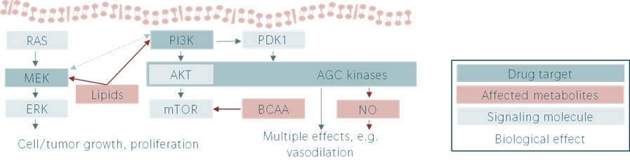 Signaling pathways, targets and metabolites